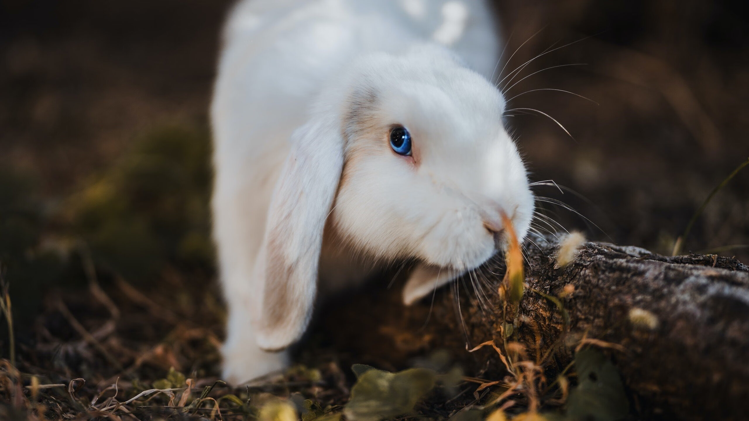 当黄金一代的余晖照亮球场，波尔一锤定音，葡萄牙碾压中国背后的足球哲思