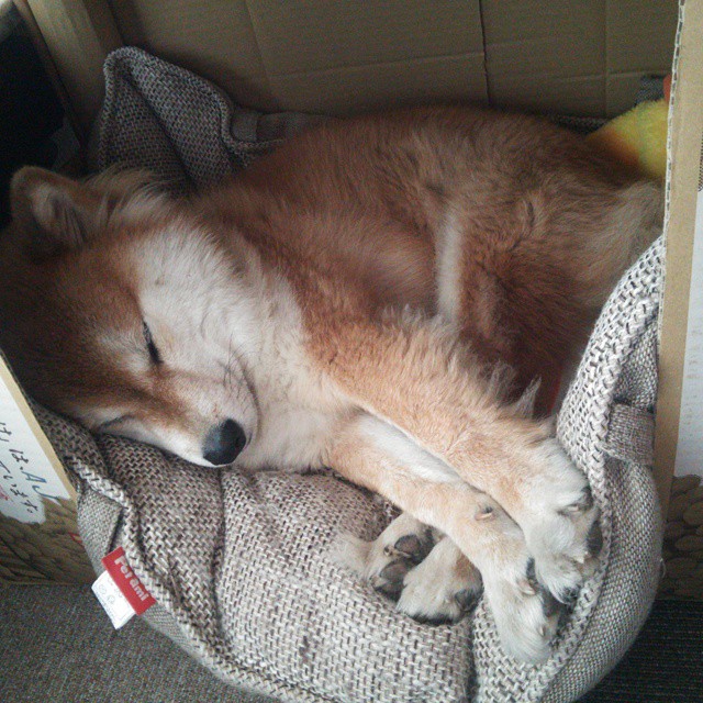 当防线的叹息声响起，福克斯的手术刀，解剖了辽宁队的夜晚