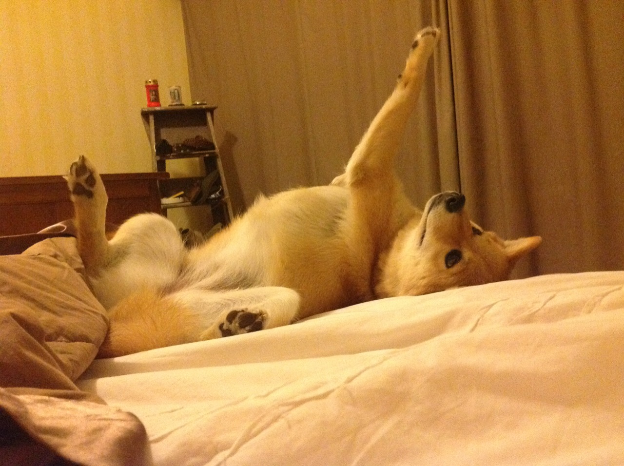 有备无患对天外飞仙,国际米兰的沉稳艺术与贝林厄姆的璀璨光芒