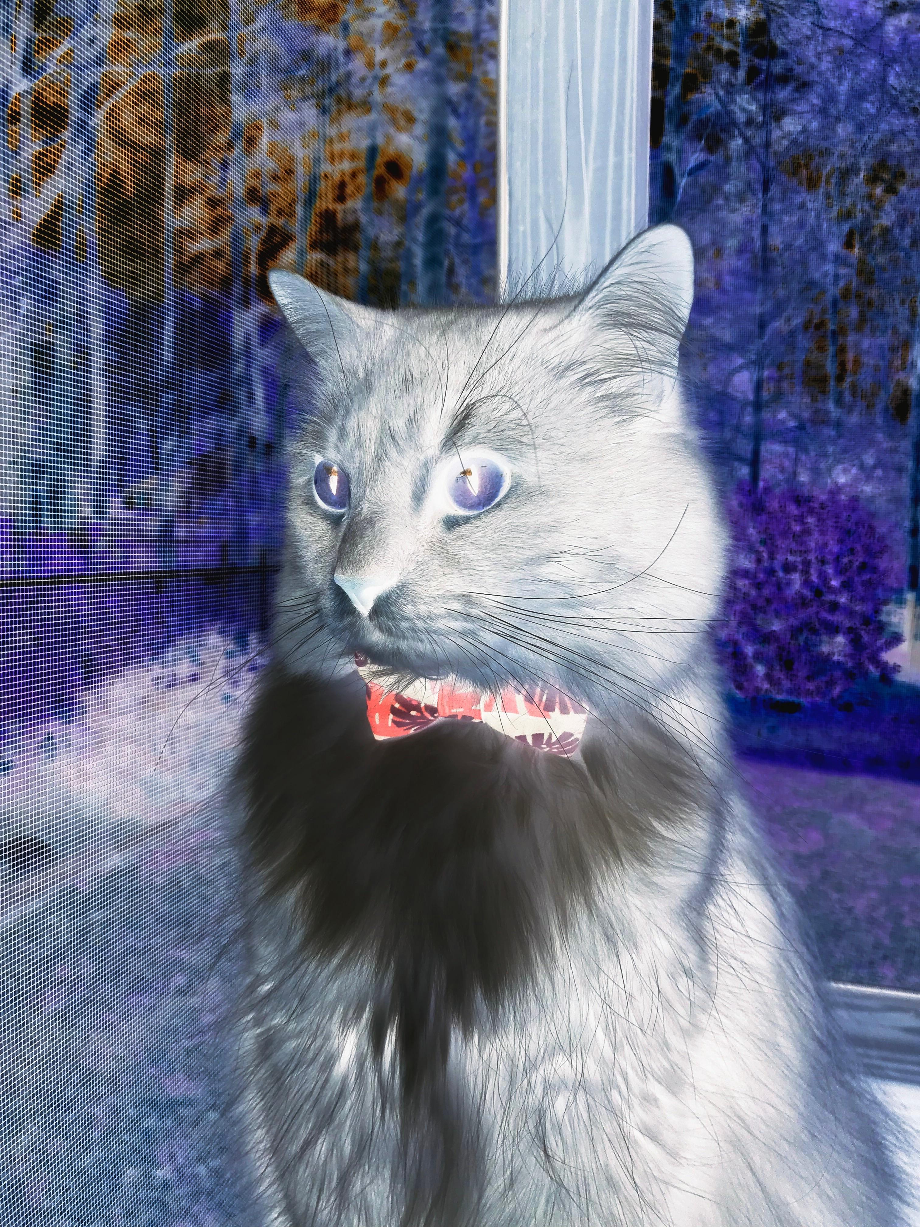 教科书不止一种写法，范戴克的防守艺术与加纳给拜仁上的课