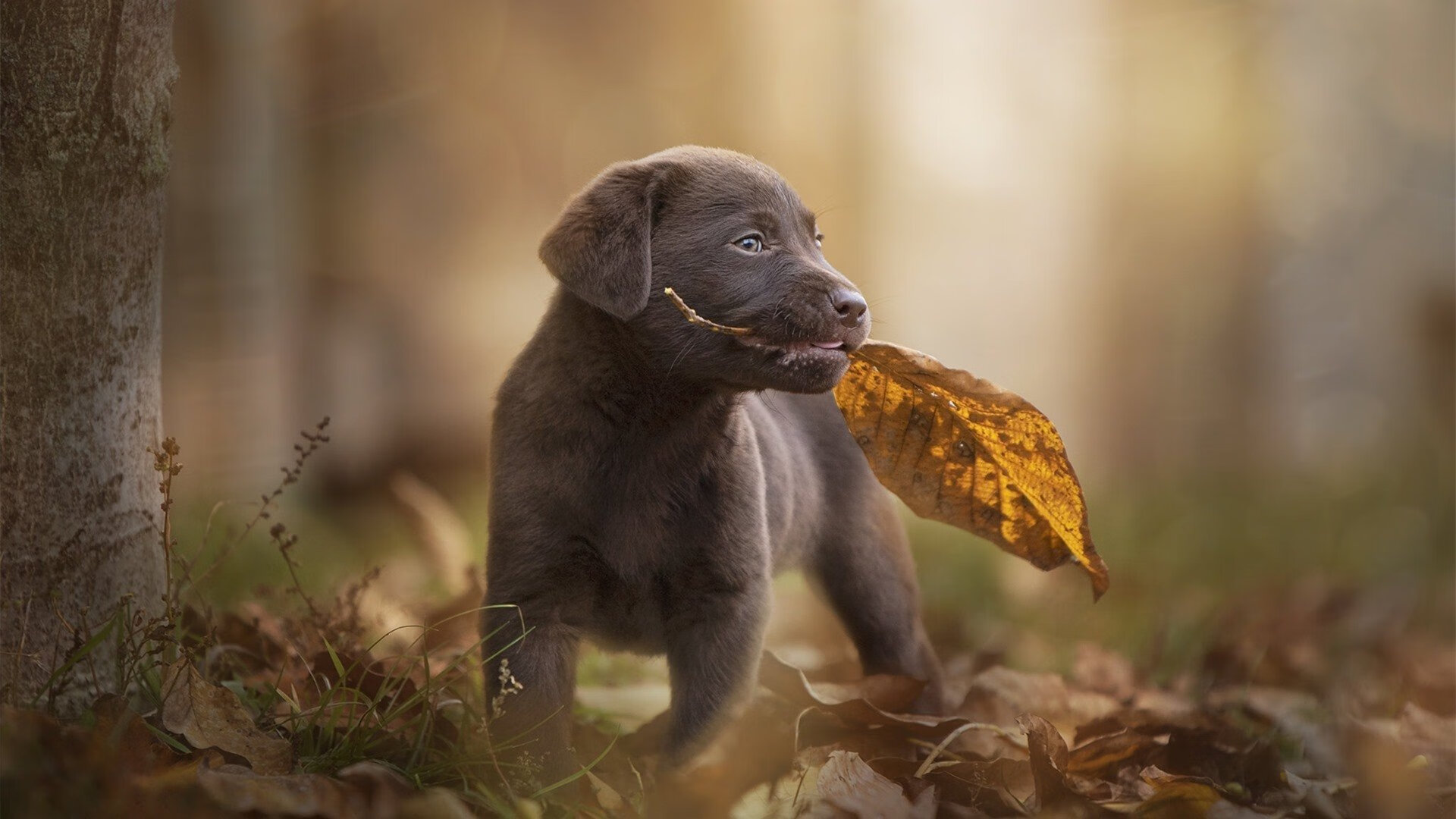 面具下的战神，浓眉血染征袍，辽宁斩落广厦的关键先生