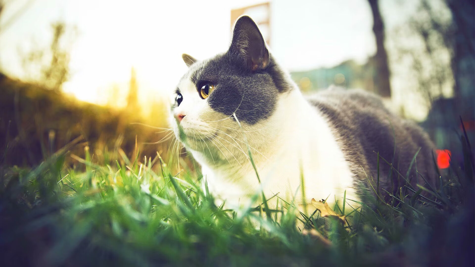 雷恩不是比赛地，却成为胜利的一部分，京多安引爆的土耳其狂欢夜