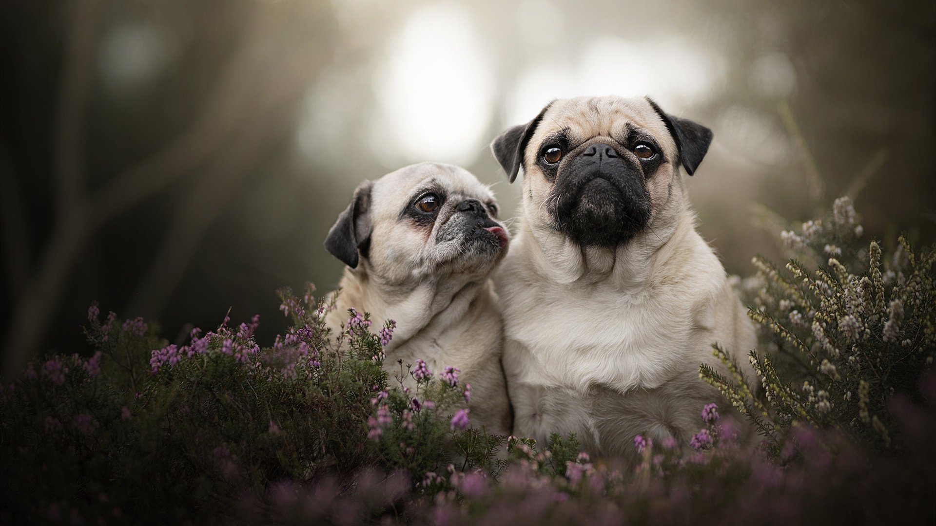 蓝桥铁翼横跨撒哈拉,阿什拉夫一传一射导演切尔西技术殖民塞内加尔
