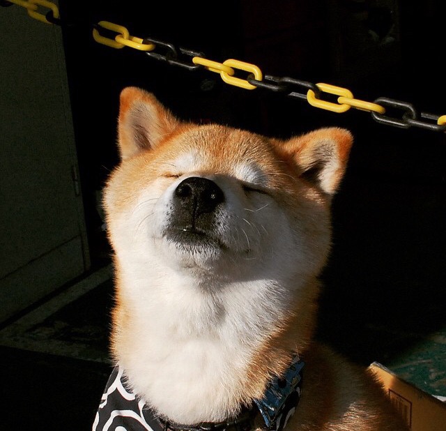 战术迷宫,尤文图斯如何在抢七生死局中编织罗网,将贝蒂斯困于无形