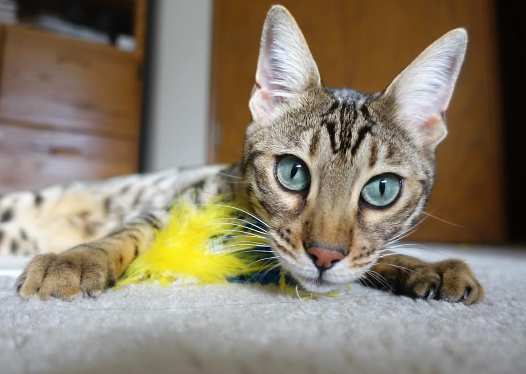 独行侠历史性横扫公牛，东契奇宣告关键先生时代到来