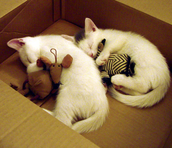 独幕剧导演,蒂亚戈用一夜间定义唯一的艺术