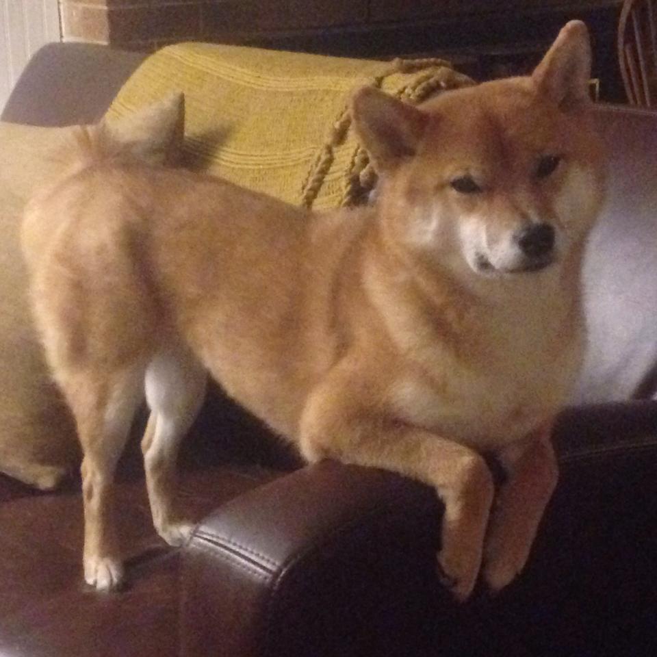 戈贝尔生涯之夜震撼全场，辽宁队鏖战步行者虽败犹荣