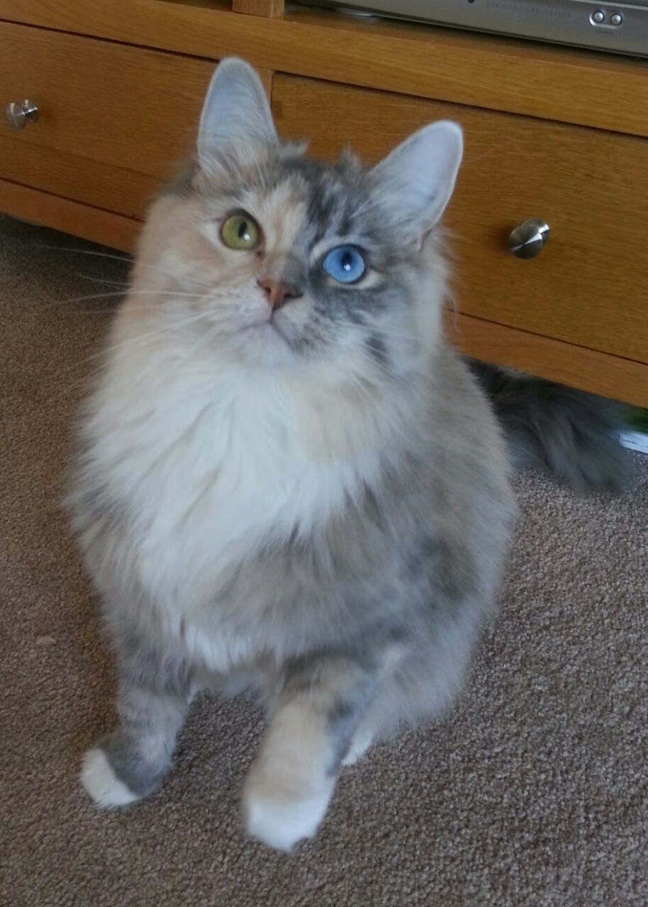 救赎与崛起，努涅斯加时绝杀引领沙特惊天逆转塞维利亚