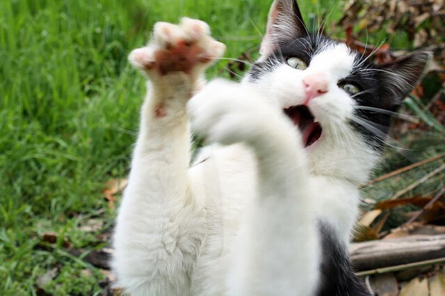 法比尼奥关键一击，玻利维亚硬仗中击败瑞士