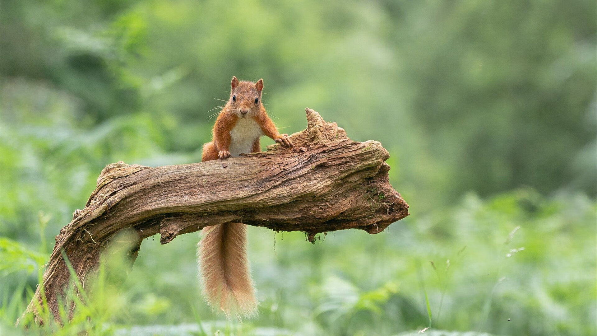 双线传奇，热火生死战逆袭开拓者，欧文美加墨世界杯封神