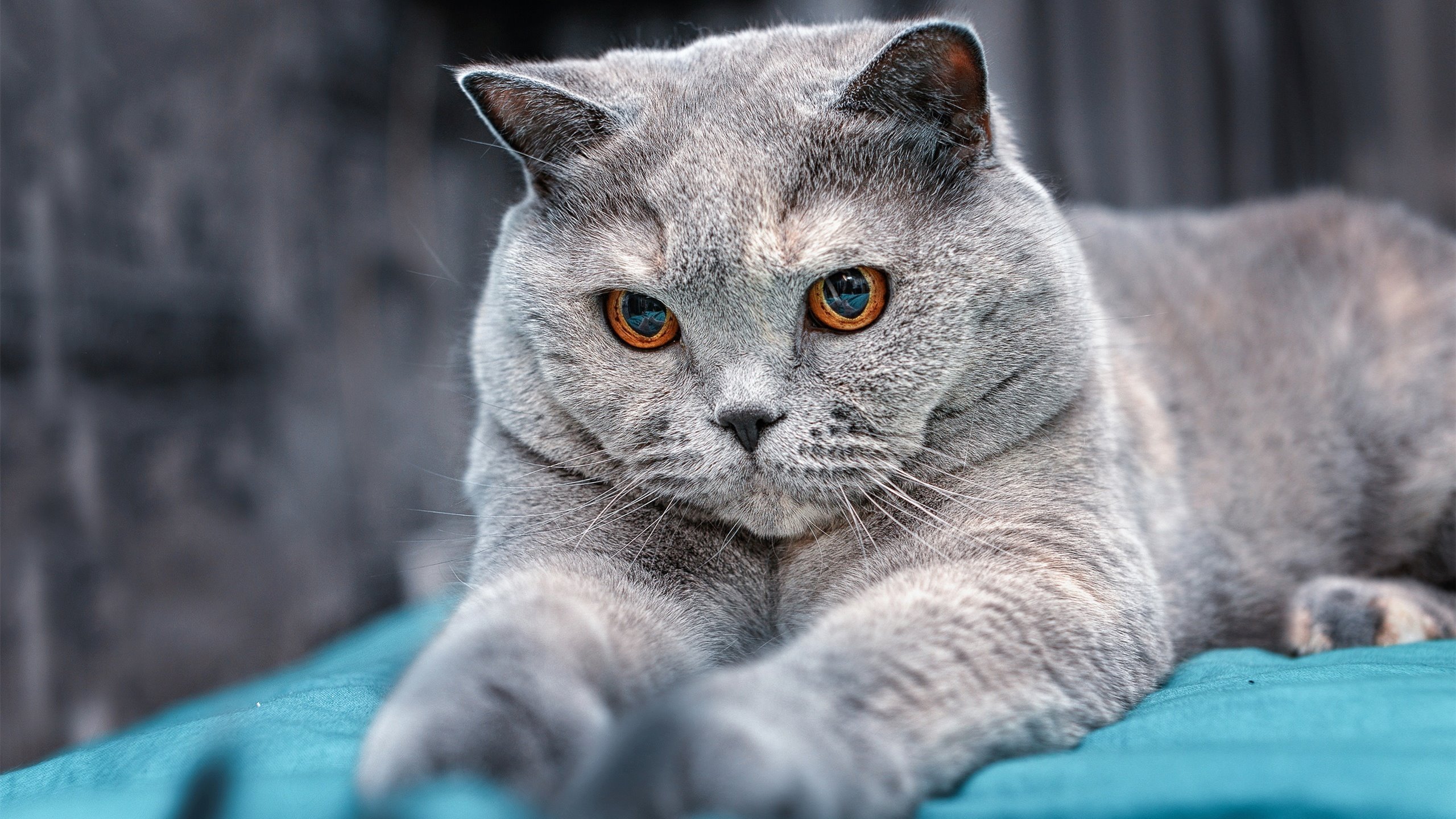 萨拉赫欧冠决赛闪耀，埃及国家队却败给牙买加硬仗