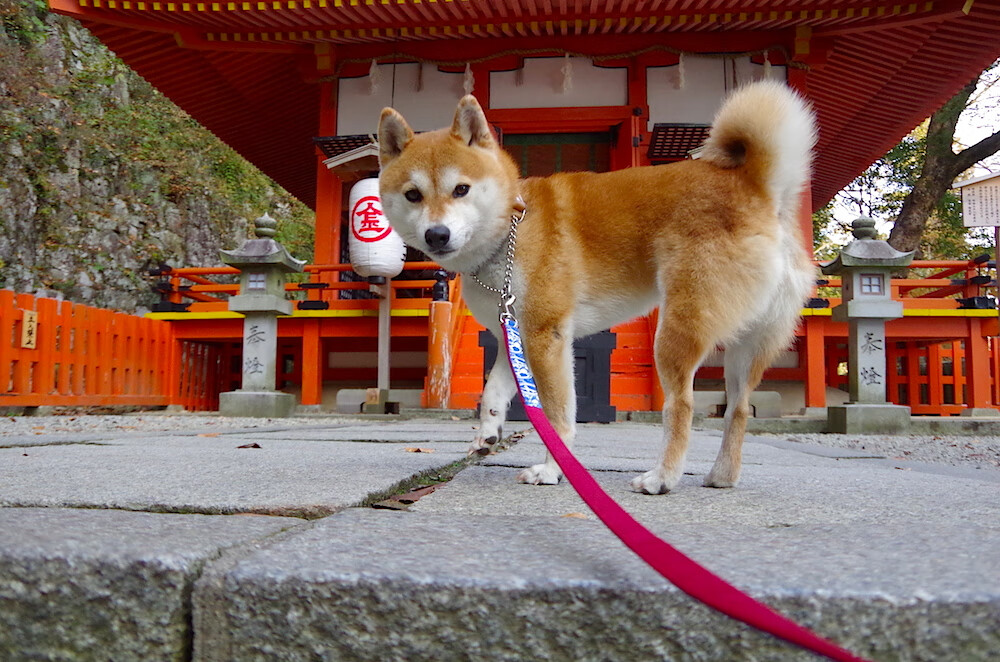 他让时间弯曲，拉梅洛·鲍尔与他的非典型统治艺术