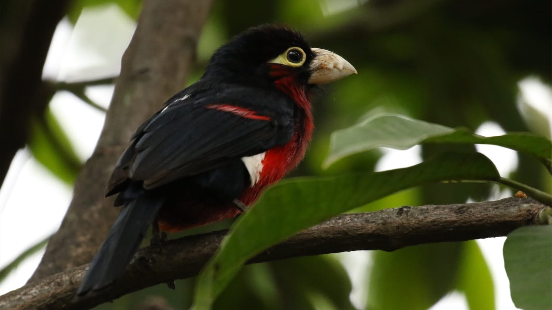 西决生死战上演梦幻联动！拉什福德绝境救主助皇马险胜加纳