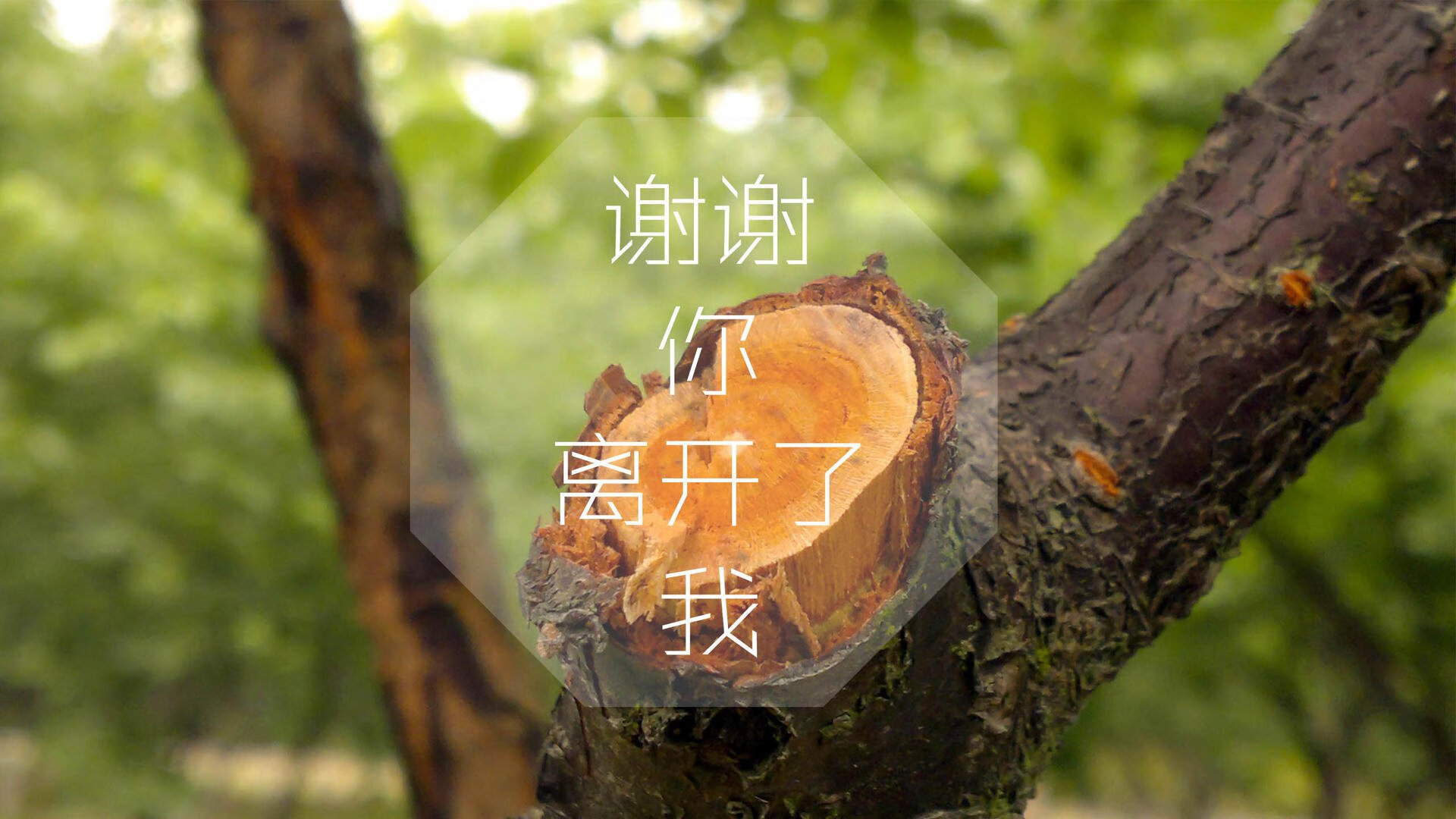 萨内之光与奥地利铁壁,2026世界杯唯一不可复制的豪门对话